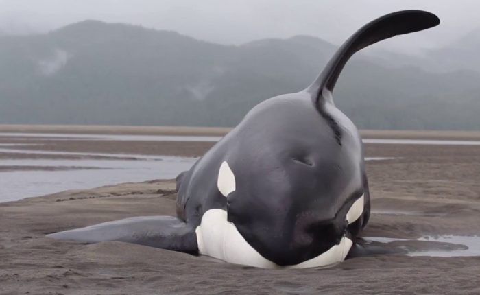 Orca Beaches Himself on Aluminum Toxicology, Killing Mitkus in the Process